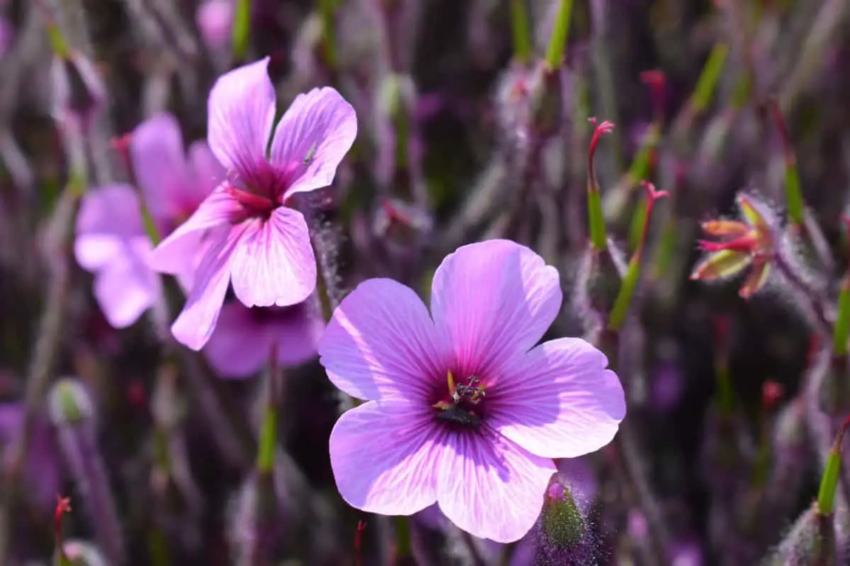 mallow wildflowers that give the name mauve to the color