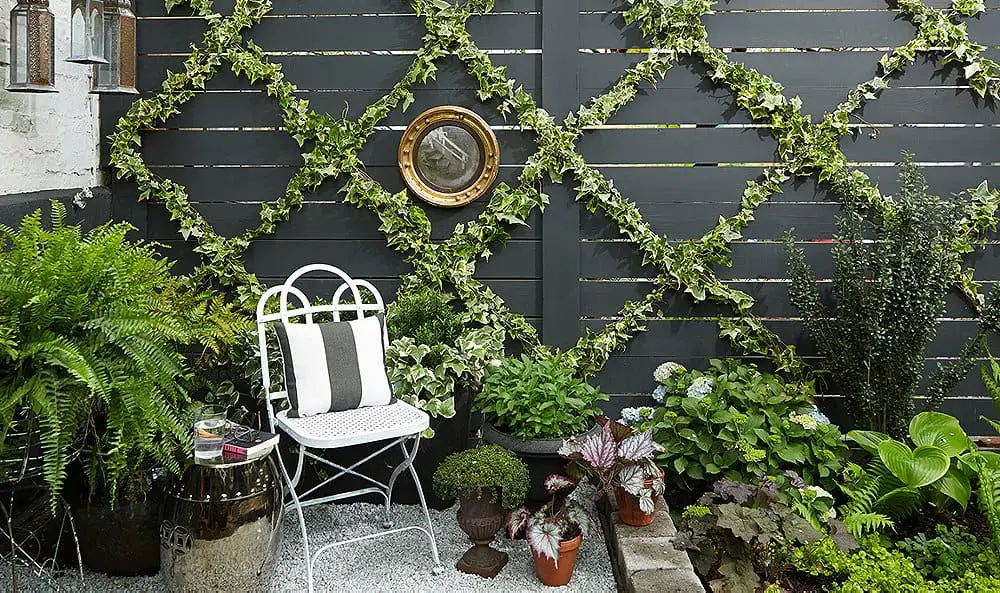 modern espalier in a small garden