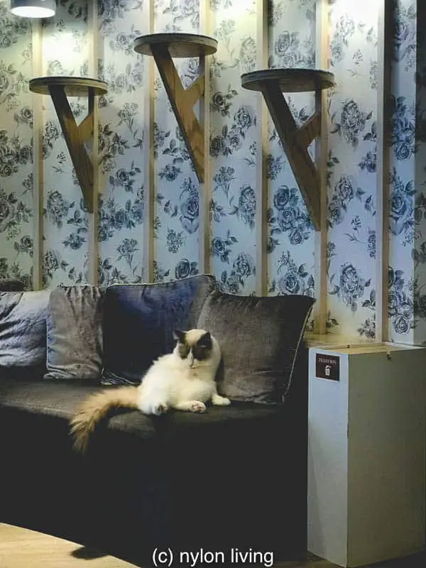 cat on the sofa
