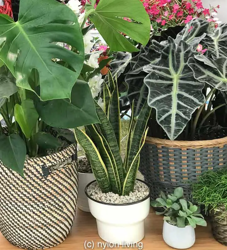 Plant baskets add modern chic and texture to these plant pots. #ikeaplants #cheapgardenplants #homeoffice #homedesign #homedecor #homeofficeinspo #workspacestyling #study #workspace #workspacegoals #workhardanywhere #officeinspo