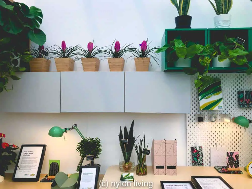 A double desk space that incorporates greenery. #IkeaBesta #ikeaplants #cheapgardenplants #homeoffice #homedesign #homedecor #homeofficeinspo #workspacestyling #study #workspace #workspacegoals #workhardanywhere #officeinspo