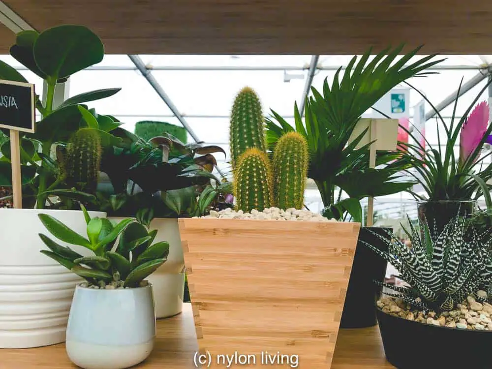 Did you know that Ikea sells succulents? #ikeaplants #cheapgardenplants #homeoffice #homedesign #homedecor #homeofficeinspo #workspacestyling #study #workspace #workspacegoals #workhardanywhere #officeinspo