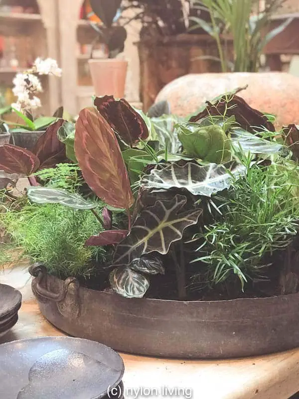 A charming collection of greens makes a low centrepiece - the better to encourage conversation over the dinner table!