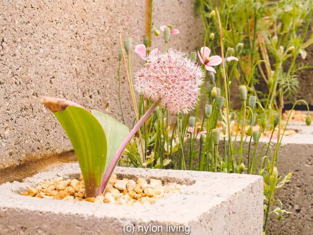 A cinder block planter adds texture and urban cool.