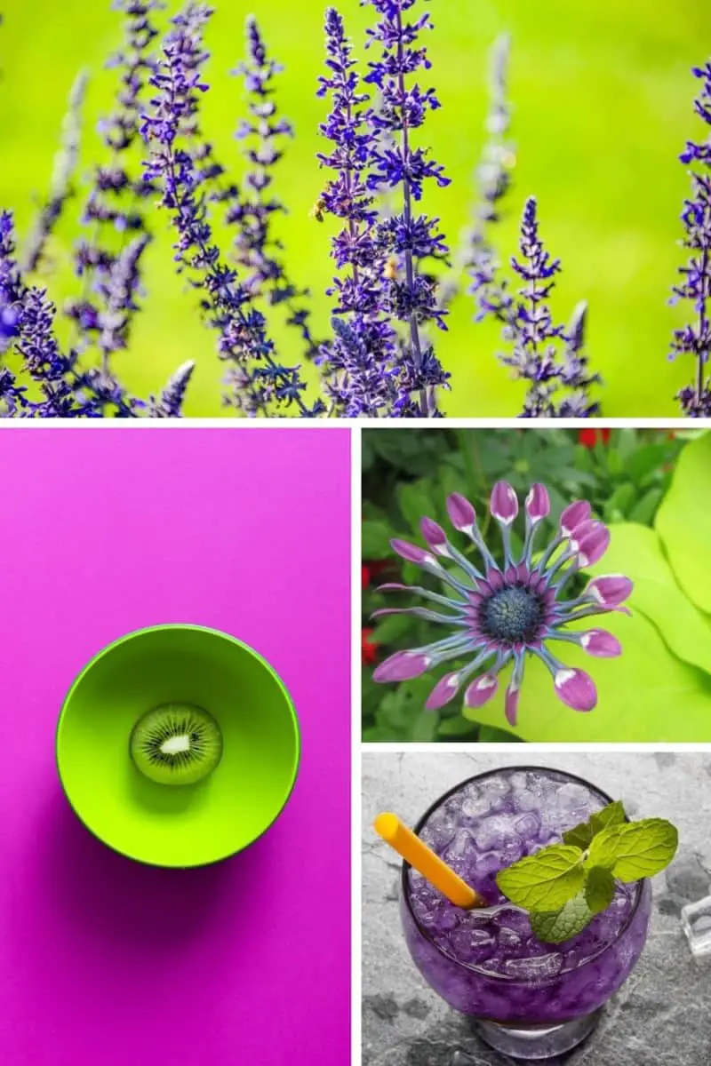 images of lime green and purple shades