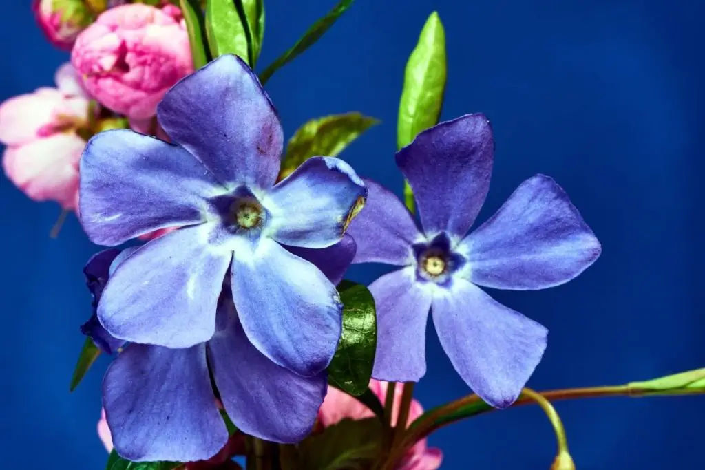 25 Fabulous Colors That Go With Periwinkle To Create A Mood