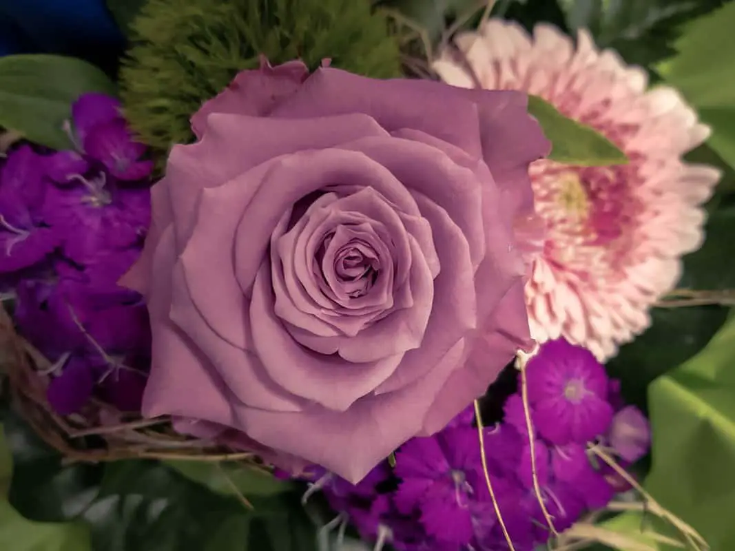 purple and mauve hybrid rose